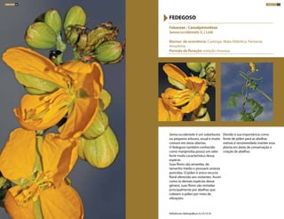 Senna occidentalis é um subarbusto
ou pequeno arbusto, anual e muito
comum em áreas abertas.
O fedegoso também conhecido
como manjerioba possui um odor
forte muito característico dessa
espécie.
Suas flores são amarelas, de
tamanho médio e possuem anteras
poricidas. O pólen é único recurso
floral oferecido aos visitantes. Assim
como as demais espécies desse
gênero, suas flores são visitadas
principalmente por abelhas que
coletam o pólen por meio de
vibrações.
Devido à sua importância como
fonte de pólen para as abelhas
nativas é recomendado manter essa
planta em áreas de conservação e
criação de abelhas.
Fabaceae - Caesalpinioideae
Senna occidentalis (L.) Link
Biomas de ocorrência: Caatinga, Mata Atlântica, Pantanal,
Amazônia
Período de floração: estação chuvosa
FEDEGOSO
Referências bibliográficas: 6,7,9,14,16
ARBUSTOS 89ARBUSTOS 88
 