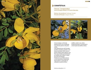 Senna trachypus, conhecida
popularmente como canafístula,
é um arbusto perene e de porte
médio.
Suas inflorescências são formadas
por flores amarelas, grandes e com
anteras poricidas. Assim como as
demais espécies desse gênero, suas
flores são visitadas principalmente
por abelhas que coletam o pólen
por meio de vibrações.
A beleza de suas inflorescências
é uma característica importante
dessa espécie, a qual pode ser
utilizada em jardins de flora
melífera, sendo o seu cultivo
fundamental para a manutenção e
conservação das abelhas nativas.
Fabaceae - Caesalpinioideae
Senna trachypus (Benth.) H.S.Irwin & Barneby
Biomas de ocorrência: Caatinga, Cerrado
Período de floração: estação chuvosa
CANAFÍSTULA
Referências bibliográficas: 7,14
ARBUSTOS 91ARBUSTOS 90
 
