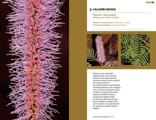 Mimosa invisa, conhecida
popularmente como calumbi-
miúdo, é uma espécie perene,
arbustiva e possui caule revestido
por muitos espinhos.
Suas inflorescências são formadas
por flores pequenas e de coloração
rosa. Suas flores produzem néctar
e pólen, os quais atraem muitas
espécies de abelhas nativas.
As flores de calumbi-miúdo
aumentam a oferta de recursos
para as abelhas e também para
outros insetos e essa planta deve
ser utilizada em jardins de flora
melífera.
Fabaceae - Mimosoideae
Mimosa invisa Mart. ex Colla
Biomas de ocorrência: Caatinga, Cerrado
Período de floração: estação chuvosa
CALUMBI-MIÚDO
Referências bibliográficas: 4,7,9,14
ARBUSTOS 93ARBUSTOS 92
 