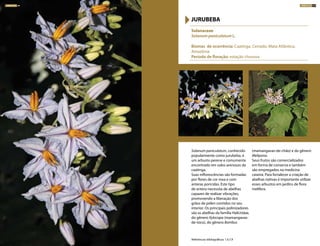 Solanum paniculatum, conhecido
popularmente como jurubeba, é
um arbusto perene e comumente
encontrado em solos arenosos da
caatinga.
Suas inflorescências são formadas
por flores de cor roxa e com
anteras poricidas. Este tipo
de antera necessita de abelhas
capazes de realizar vibrações,
promovendo a liberação dos
grãos de pólen contidos no seu
interior. Os principais polinizadores
são as abelhas da família Halictidae,
do gênero Xylocopa (mamangavas-
de-toco), do gênero Bombus
(mamangavas-de-chão) e do gênero
Melipona.
Seus frutos são comercializados
em forma de conserva e também
são empregados na medicina
caseira. Para fortalecer a criação de
abelhas nativas é importante utilizar
esses arbustos em jardins de flora
melífera.
Solanaceae
Solanum paniculatum L.
Biomas de ocorrência: Caatinga, Cerrado, Mata Atlântica,
Amazônia
Período de floração: estação chuvosa
JURUBEBA
Referências bibliográficas: 1,4,7,9
ARBUSTOS 95ARBUSTOS 94
 