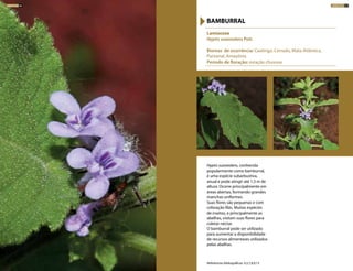 Hyptis suaveolens, conhecida
popularmente como bamburral,
é uma espécie subarbustiva,
anual e pode atingir até 1,3 m de
altura. Ocorre principalmente em
áreas abertas, formando grandes
manchas uniformes.
Suas flores são pequenas e com
coloração lilás. Muitas espécies
de insetos, e principalmente as
abelhas, visitam suas flores para
coletar néctar.
O bamburral pode ser utilizado
para aumentar a disponibilidade
de recursos alimentares utilizados
pelas abelhas.
Lamiaceae
Hyptis suaveolens Poit.
Biomas de ocorrência: Caatinga, Cerrado, Mata Atlântica,
Pantanal, Amazônia
Período de floração: estação chuvosa
BAMBURRAL
Referências bibliográficas: 4,5,7,8,9,13
ARBUSTOS 97ARBUSTOS 96
 