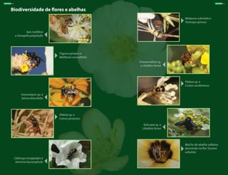 Biodiversidade de flores e abelhas
Trigona spinipes e
Waltheria rotundifolia
Melipona subnitida e
Tarenaya spinosa
Plebeia sp. e
Croton sonderianus
Macho de abelha solitária
dormindo na flor Turnera
subulata
Plebeia sp. e
Cereus jamacaru
Exomalopsis sp. e
Senna obtusifolia
Apis mellifera
e Senegalia polyphylla
Frieseomelitta sp.
e Libidibia ferrea
Xylocopa sp. e
Libidibia ferrea
Ceblurgus longipalpis e
Varronia leucocephala
ÁRVORES 09ÁRVORES 08
 