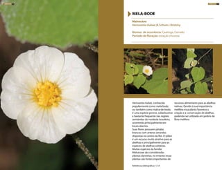 Herissantia tiubae, conhecida
popularmente como mela-bode
ou também como malva-de-bode,
é uma espécie perene, subarbustiva
e bastante frequente nas regiões
semiáridas do nordeste brasileiro,
ocorrendo principalmente em
locais abertos.
Suas flores possuem pétalas
brancas com anteras amarelas
dispostas no centro da flor. O pólen
é um recurso muito atrativo para as
abelhas e principalmente para as
espécies de abelhas solitárias.
Muitas espécies da família
Malvaceae são consideradas
plantas daninhas, no entanto essas
plantas são fontes importantes de
recursos alimentares para as abelhas
nativas. Devido à sua importância
melífera essa planta favorece a
criação e a conservação de abelhas,
podendo ser utilizada em jardins de
flora melífera.
Malvaceae
Herissantia tiubae (K.Schum.) Brizicky
Biomas de ocorrência: Caatinga, Cerrado
Período de floração: estação chuvosa
MELA-BODE
Referências bibliográficas: 1,7,9
ARBUSTOS 99ARBUSTOS 98
 