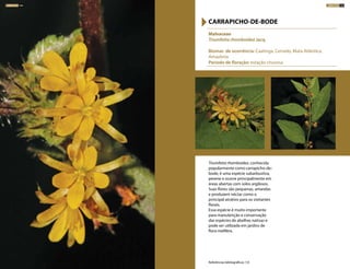 Triumfetta rhomboidea, conhecida
popularmente como carrapicho-de-
bode, é uma espécie subarbustiva,
perene e ocorre principalmente em
áreas abertas com solos argilosos.
Suas flores são pequenas, amarelas
e produzem néctar como o
principal atrativo para os visitantes
florais.
Essa espécie é muito importante
para manutenção e conservação
das espécies de abelhas nativas e
pode ser utilizada em jardins de
flora melífera.
Malvaceae
Triumfetta rhomboidea Jacq.
Biomas de ocorrência: Caatinga, Cerrado, Mata Atlântica,
Amazônia
Período de floração: estação chuvosa
CARRAPICHO-DE-BODE
Referências bibliográficas: 7,9
ARBUSTOS 104 ARBUSTOS 105
 