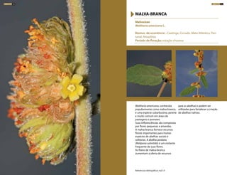 Waltheria americana, conhecida
popularmente como malva-branca,
é uma espécie subarbustiva, perene
e muito comum em áreas de
pastagens e pomares.
Suas inflorescências são compostas
por flores pequenas e amarelas.
A malva-branca fornece recursos
florais importantes para muitas
espécies de abelhas sociais e
solitárias. A abelha jandaíra
(Melipona subnitida) é um visitante
frequente de suas flores.
As flores de malva-branca
aumentam a oferta de recursos
para as abelhas e podem ser
utilizadas para fortalecer a criação
de abelhas nativas.
Malvaceae
Waltheria americana L.
Biomas de ocorrência: : Caatinga, Cerrado, Mata Atlântica, Pan-
tanal, Amazônia
Período de floração: estação chuvosa
MALVA-BRANCA
Referências bibliográficas: 4,6,7,9
ARBUSTOS 106 ARBUSTOS 107
 