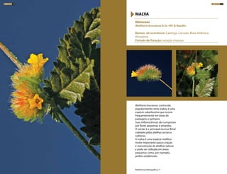 Waltheria bracteosa, conhecida
popularmente como malva, é uma
espécie subarbustiva que ocorre
frequentemente em áreas de
pastagens e pomares.
Suas inflorescências são compostas
por flores pequenas e amarelas.
O néctar é o principal recurso floral
coletado pelas abelhas sociais e
solitárias.
A malva é uma espécie melífera
muito importante para a criação
e manutenção de abelhas nativas
e pode ser utilizada em áreas
pequenas como, por exemplo,
jardins residenciais.
Malvaceae
Waltheria bracteosa A.St.-Hil. & Naudin
Biomas de ocorrência: Caatinga, Cerrado, Mata Atlântica,
Amazônia
Período de floração: estação chuvosa
MALVA
Referências bibliográficas: 7
ARBUSTOS 108 ARBUSTOS 109
 