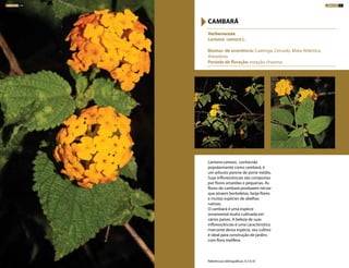Lantana camara, conhecida
popularmente como cambará, é
um arbusto perene de porte médio.
Suas inflorescências são compostas
por flores amarelas e pequenas. As
flores do cambará produzem néctar
que atraem borboletas, beija-flores
e muitas espécies de abelhas
nativas.
O cambará é uma espécie
ornamental muito cultivada em
vários países. A beleza de suas
inflorescências é uma característica
marcante dessa espécie, seu cultivo
é ideal para construção de jardins
com flora melífera.
Verbenaceae
Lantana camara L.
Biomas de ocorrência: Caatinga, Cerrado, Mata Atlântica,
Amazônia
Período de floração: estação chuvosa
CAMBARÁ
Referências bibliográficas: 4,7,9,18
ARBUSTOS 110 ARBUSTOS 111
 