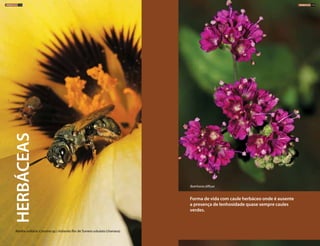 Forma de vida com caule herbáceo onde é ausente
a presença de lenhosidade quase sempre caules
verdes.
Abelha solitária (Ceratina sp.) visitando flor de Turnera subulata (chanana)
Boerhavia diffusa
HERBÁCEAS
HERBÁCEAS 114 HERBÁCEAS 115
 