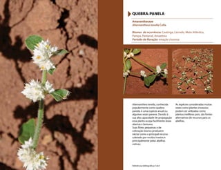 Alternanthera tenella, conhecida
popularmente como quebra-
panela, é uma espécie anual ou
algumas vezes perene. Devido à
sua alta capacidade de propagação
essa planta ocupa facilmente áreas
abertas e lavouras.
Suas flores pequenas e de
coloração branca produzem
néctar como o principal recurso
coletado por muitos insetos e
principalmente pelas abelhas
nativas.
As espécies consideradas muitas
vezes como plantas invasoras
podem ser utilizadas como
plantas melíferas pois, são fontes
alternativas de recursos para as
abelhas.
Amaranthaceae
Alternanthera tenella Colla
Biomas de ocorrência: Caatinga, Cerrado, Mata Atlântica,
Pampa, Pantanal, Amazônia
Período de floração: estação chuvosa
QUEBRA-PANELA
Referências bibliográficas: 5,8,9
 