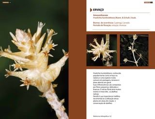 Froelichia humboldtiana, conhecida
popularmente como ervaço ou
nateira, é uma espécie muito
comum em pastagens, terrenos e
áreas abertas em geral.
Suas inflorescências são compostas
por flores pequenas, delicadas e
brancas. O néctar floral atrai muitos
insetos e entre eles, as abelhas
nativas.
Devido à sua importância melífera
recomenda-se a utilização dessa
planta em áreas de criação e
conservação de abelhas.
Amaranthaceae
Froelichia humboldtiana (Roem. & Schult.) Seub.
Biomas de ocorrência: Caatinga, Cerrado
Período de floração: estação chuvosa
ERVAÇO
Referências bibliográficas: 5,8
HERBÁCEAS 118 HERBÁCEAS 119
 