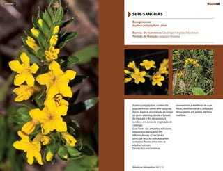 Euploca polyphyllum, conhecida
popularmente como sete-sangrias,
é uma espécie encontrada ao longo
da costa atlântica, desde o Estado
do Pará até o Rio de Janeiro, e
também em áreas de vegetação de
caatinga.
Suas flores são amarelas, tubulares,
pequenas e agrupadas em
inflorescências. O néctar é o
principal recurso coletado pelos
visitantes florais, entre eles as
abelhas nativas.
Devido às características
ornamentais e melíferas de suas
flores, recomenda-se a utilização
dessa planta em jardins de flora
melífera.
Boraginaceae
Euploca polyphyllum Lehm
Biomas de ocorrência: Caatinga e regiões litorâneas
Período de floração: estação chuvosa
SETE-SANGRIAS
Referências bibliográficas: 5,8,11,12
HERBÁCEAS 122 HERBÁCEAS 123
 