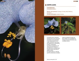 Commelina erecta, conhecida
popularmente como santa-luzia
ou também como trapoeraba,
é uma espécie perene, com
caules suculentos e que ocorre
principalmente em solos férteis,
úmidos e sombreados.
Suas flores são pequenas e de
coloração azul. O néctar é o
principal recurso coletado pelos
visitantes florais, entre eles as
abelhas nativas.
Essa planta pode ser cultivada
para fins ornamentais e também
pode ser utilizada em jardins de
flora melífera com a finalidade de
fornecer recursos alimentares para
as abelhas nativas.
Commelinaceae
Commelina erecta L.
Biomas de ocorrência: Caatinga, Cerrado, Mata Atlântica,
Amazônia
Período de floração: estação chuvosa
SANTA-LUZIA
Referências bibliográficas: 5,8,9
HERBÁCEAS 124 HERBÁCEAS 125
 