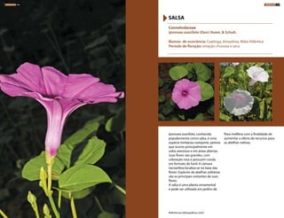 Ipomoea asarifolia, conhecida
popularmente como salsa, é uma
espécie herbácea rastejante, perene
que ocorre principalmente em
solos arenosos e em áreas abertas.
Suas flores são grandes, com
coloração rosa e possuem corola
em formato de funil. A câmara
nectarífera localiza-se na base das
flores. Espécies de abelhas solitárias
são as principais visitantes de suas
flores.
A salsa é uma planta ornamental
e pode ser utilizada em jardins de
flora melífera com a finalidade de
aumentar a oferta de recursos para
as abelhas nativas.
Convolvulaceae
Ipomoea asarifolia (Desr) Roem. & Schult.
Biomas de ocorrência: Caatinga, Amazônia, Mata Atlântica
Período de floração: estação chuvosa e seca
SALSA
Referências bibliográficas: 6,8,9
HERBÁCEAS 126 HERBÁCEAS 127
 
