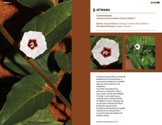 Jacquemontia gracillima, conhecida
popularmente como jetirana, é
uma espécie herbácea ou também
algumas vezes pode ser uma
trepadeira.
Suas flores são pequenas e
possuem a corola de cor lilás e
com a parte central avermelhada.
O néctar é o principal recurso
coletado pelos visitantes florais.
As abelhas sociais e solitárias são
as principais visitantes das flores
do gênero Jacquemontia.
Essa planta desempenha um papel
importante na manutenção e
na conservação das espécies de
abelhas nativas.
Convolvulaceae
Jacquemontia gracillima (Choisy) Hallier f.
Biomas de ocorrência: Caatinga, Cerrado, Mata Atlântica
Período de floração: estação chuvosa
JETIRANA
Referências bibliográficas: 8,13,19
HERBÁCEAS 128 HERBÁCEAS 129
 