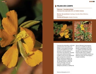 Chamaecrista calycioides, conhecida
popularmente como palma-do-
campo, é uma espécie anual que
ocorre principalmente em solos
arenosos e em áreas abertas.
Suas flores são pequenas, amarelas
e possuem anteras poricidas.
O pólen é único recurso disponível
para a atração dos visitantes
florais. Somente as espécies de
abelhas adaptadas à realização
de vibração retiram o pólen de
anteras poricidas como, por
exemplo, a abelha jandaíra
(Melipona subnitida), as abelhas do
gênero Xylocopa (mamangavas-
de-toco) e as abelhas do gênero
Bombus (mamangavas-de-chão)
e as abelhas da família Halictidae.
Devido à sua importância como
fonte de pólen para as abelhas
nativas é recomendado manter essa
planta em áreas de conservação e
criação de abelhas.
Fabaceae - Caesalpinioideae
Chamaecrista calycioides (DC. ex Collad.) Greene
Biomas de ocorrência: Caatinga, Cerrado, Mata Atlântica,
Amazônia
Período de floração: estação chuvosa
PALMA-DO-CAMPO
Referências bibliográficas: 8,14,15
HERBÁCEAS 130 HERBÁCEAS 131
 
