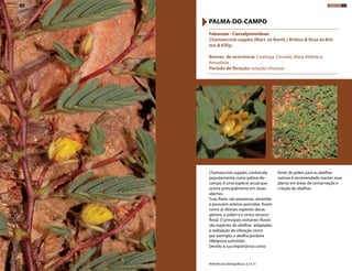 Chamaecrista supplex, conhecida
popularmente como palma-do-
campo, é uma espécie anual que
ocorre principalmente em áreas
abertas.
Suas flores são pequenas, amarelas
e possuem anteras poricidas. Assim
como as demais espécies desse
gênero, o pólen é o único recurso
floral. O principais visitantes florais
são espécies de abelhas adaptadas
à realização de vibração como
por exemplo, a abelha jandaíra
(Melipona subnitida).
Devido à sua importância como
fonte de pólen para as abelhas
nativas é recomendado manter essa
planta em áreas de conservação e
criação de abelhas.
Fabaceae - Caesalpinioideae
Chamaecrista supplex (Mart. ex Benth.) Britton & Rose ex Brit-
ton & Killip
Biomas de ocorrência: Caatinga, Cerrado, Mata Atlântica,
Amazônia
Período de floração: estação chuvosa
PALMA-DO-CAMPO
Referências bibliográficas: 8,14,15
HERBÁCEAS 134 HERBÁCEAS 135
 