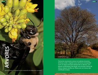 Forma de crescimento comum em plantas terrestres
lenhosas, onde o vegetal cresce de forma monopodial
(com um ápice principal sobrepondo os demais, com
poucas ramificações) até atingir cerca de dois metros de
altura e depois ramifica-se. Planta com um tronco não
ramificado na base.Xylocopa grisensis (mamangava-de-toco) visitando flor de Libidibia ferrea (jucazeiro)
Luetzelburgia auriculata
ÁRVORES
ÁRVORES 13ÁRVORES 12
 