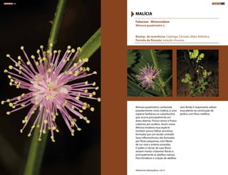 Mimosa quadrivalvis, conhecida
popularmente como malícia, é uma
espécie herbácea ou subarbustiva
que ocorre principalmente em
áreas abertas. Possui ramos e frutos
cobertos por acúleos. Assim como
Mimosa modesta essa espécie
também possui folhas sensitivas
formadas por um tecido contrátil.
Suas inflorescências são formadas
por flores pequenas, com filetes
de cor rosa e anteras amarelas.
O pólen e néctar de suas flores
atraem muitos visitantes florais e
principalmente as abelhas nativas.
Para fortalecer a criação de abelhas
sem ferrão é importante utilizar
essa planta na construção de
jardins com flora melífera.
Fabaceae - Mimosoideae
Mimosa quadrivalvis L.
Biomas de ocorrência: Caatinga, Cerrado, Mata Atlântica
Período de floração: estação chuvosa
MALÍCIA
Referências bibliográficas: 5,8,14
HERBÁCEAS 138 HERBÁCEAS 139
 