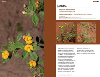 Fabaceae - Papilionoideae
Stylosanthes viscosa (L.) Sw.
Biomas de ocorrência: Caatinga, Cerrado, Mata Atlântica,
Amazônia
Período de floração: estação chuvosa
MELOSA
Referências bibliográficas: 8,9,14,16
Stylosanthes viscosa é conhecida
popularmente como melosa e
recebe esse nome devido a uma
substancia viscosa secretada pelas
suas folhas. Essa espécie é herbácea
ou subarbustiva, perene e ocorre
principalmente em ambientes
abertos com solos arenosos.
Suas flores possuem pétalas de cor
amarela e uma pétala externa no
botão (estandarte) com mancha
mediana avermelhada. O néctar é
o principal recurso floral coletado
pelas abelhas nativas como, por
exemplo, as abelhas do gênero
Xylocopa (mamangavas-de-toco).
Devido as características
ornamentais e melíferas de suas
flores, recomenda-se utilizar essa
planta em jardins de flora melífera.
HERBÁCEAS 140 HERBÁCEAS 141
 