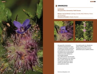 Marsypianthes chamaedrys,
conhecida popularmente como
amargosa ou também casadinha,
é uma espécie anual que ocorre
principalmente em áreas abertas.
Essa planta possui propriedades
medicinais sendo utilizada na
farmacopéia popular.
Suas inflorescências são formadas
por flores pequenas, com coloração
azul e a parte central mais clara.
As espécies de abelhas nativas
visitam suas flores para coletar
principalmente néctar.
Essa planta pode ser utilizada em
jardins de flora melífera com a
finalidade de fornecer recursos
alimentares para as abelhas nativas.
Lamiaceae
Marsypianthes chamaedrys (Vahl) Kuntze
Biomas de ocorrência: Caatinga, Cerrado, Mata Atlântica, Panta-
nal, Amazônia
Período de floração: estação chuvosa
AMARGOSA
Referências bibliográficas: 7,8,9
HERBÁCEAS 142 HERBÁCEAS 143
 