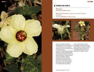 Pavonia cancellata, conhecida
popularmente como corda-de-viola
ou malva rasteira, é uma espécie
anual que ocorre em solos arenosos
e em áreas abertas.
Suas flores são grandes com pétalas
amarelas e a área central purpúrea.
Os principais visitantes florais são as
abelhas solitárias. Frequentemente
machos de abelhas solitárias
dormem dentro de suas flores.
Em geral, os machos entram nas
flores, antes de seu fechamento, e
permanecem até o dia seguinte.
A corda-de-viola é uma planta
rústica, possui flores vistosas e
um grande potencial ornamental.
Recomenda-se utilizar essa espécie
em jardins de flora melífera com
a finalidade de fornecer néctar e
pólen para as abelhas nativas.
Malvaceae
Pavonia cancellata (L.) Cav.
Biomas de ocorrência: Caatinga, Cerrado, Mata Atlântica,
Amazônia
Período de floração: estação chuvosa
CORDA-DE-VIOLA
Referências bibliográficas: 2,7,8,9,18
HERBÁCEAS 144 HERBÁCEAS 145
 