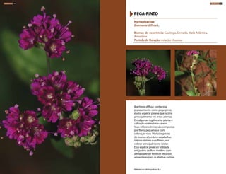 Boerhavia diffusa, conhecida
popularmente como pega-pinto,
é uma espécie perene que ocorre
principalmente em áreas abertas.
Em algumas regiões essa planta é
utilizada na medicina caseira.
Suas inflorescências são compostas
por flores pequenas e com
coloração roxa. Muitas espécies
de insetos e também de abelhas
nativas visitam suas flores para
coletar principalmente néctar.
Essa espécie pode ser utilizada
em jardins de flora melífera com
a finalidade de fornecer recursos
alimentares para as abelhas nativas.
Nyctaginaceae
Boerhavia diffusa L.
Biomas de ocorrência: Caatinga, Cerrado, Mata Atlântica,
Amazônia
Período de floração: estação chuvosa
PEGA-PINTO
Referências bibliográficas: 8,9
HERBÁCEAS 146 HERBÁCEAS 147
 