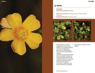 Oxalis divaricata, conhecida
popularmente como trevo ou
azedinho, é uma espécie herbácea
ou raramente subarbustiva
que ocorre principalmente em
locais arenosos e sombreados da
caatinga.
Suas flores são pequenas, delicadas
e possuem pétalas amarelas com
estrias alaranjadas internamente.
As abelhas nativas são os principais
visitantes florais dessa espécie.
Devido às características
ornamentais e melíferas de suas
flores, recomenda-se a utilização
dessa espécie em jardins de flora
melífera.
Oxalideae
Oxalis divaricata Mart. ex Zucc.
Biomas de ocorrência: Caatinga, Cerrado, Mata Atlântica,
Amazônia
Período de floração: estação chuvosa
TREVO
Referências bibliográficas: 1,8
HERBÁCEAS 148 HERBÁCEAS 149
 