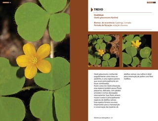 Oxalis glaucescens, conhecida
popularmente como trevo ou
azedinho, é uma espécie perene
que ocorre principalmente em
locais sombreados.
Assim como em Oxalis divaricata,
essa espécie também possui flores
pequenas, delicadas, com pétalas
amarelas e estrias alaranjadas
internamente. Suas flores atraem
muitos insetos e principalmente
espécies de abelhas nativas.
Essa espécie fornece recursos
importantes para a manutenção
e conservação das espécies de
abelhas nativas, seu cultivo é ideal
para construção de jardins com flora
melífera.
Oxalideae
Oxalis glaucescens Norlind
Biomas de ocorrência: Caatinga, Cerrado
Período de floração: estação chuvosa
TREVO
Referências bibliográficas: 1,8
HERBÁCEAS 150 HERBÁCEAS 151
 