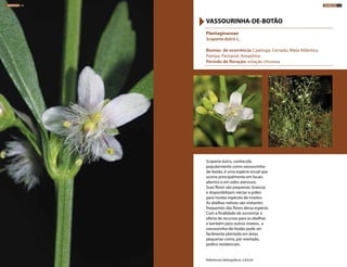 Scoparia dulcis, conhecida
popularmente como vassourinha-
de-botão, é uma espécie anual que
ocorre principalmente em locais
abertos e em solos arenosos.
Suas flores são pequenas, brancas
e disponibilizam néctar e pólen
para muitas espécies de insetos.
As abelhas nativas são visitantes
frequentes das flores dessa espécie.
Com a finalidade de aumentar a
oferta de recursos para as abelhas
e também para outros insetos, a
vassourinha-de-botão pode ser
facilmente plantada em áreas
pequenas como, por exemplo,
jardins residenciais.
Plantaginaceae
Scoparia dulcis L.
Biomas de ocorrência: Caatinga, Cerrado, Mata Atlântica,
Pampa, Pantanal, Amazônia
Período de floração: estação chuvosa
VASSOURINHA-DE-BOTÃO
Referências bibliográficas: 5,8,9,20
HERBÁCEAS 152 HERBÁCEAS 153
 