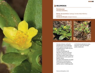 Portulaca oleracea, conhecida
popularmente como beldroega,
é uma espécie anual que ocorre
principalmente em solos ricos em
matéria orgânica.
As flores de beldroega são
delicadas, pequenas e possuem
pétalas com coloração amarela.
Suas flores atraem muitos insetos e
principalmente muitas espécies de
abelhas nativas.
Essa planta desempenha um papel
importante na manutenção e
na conservação das espécies de
abelhas nativas. A beldroega pode
ser facilmente plantada em áreas
pequenas como, por exemplo,
jardins residenciais.
Portulacaceae
Portulaca oleracea L.
Biomas de ocorrência: Caatinga, Cerrado, Mata Atlântica,
Amazônia
Período de floração: estação chuvosa
BELDROEGA
Referências bibliográficas: 3,5,8,9
HERBÁCEAS 156 HERBÁCEAS 157
 