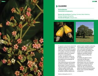 O cajueiro é uma árvore comum em
pequenos pomares, nas cidades e
também muito cultivada em quase
todo o país. O seu fruto verdadeiro
é a castanha, um fruto seco muito
apreciado no Brasil e no exterior.
O“caju”é um pseudofruto,
carnoso, suculento e muito rico
em fonte de vitamina C, utilizado
principalmente na produção de
sucos e doces.
Suas inflorescências são formadas
por flores vermelhas, pequenas e
perfumadas. O néctar é o recurso
mais atrativo para os polinizadores,
embora o pólen também seja
coletado por algumas espécies
de abelhas. Abelhas solitárias do
gênero Centris, também conhecidas
como abelhas coletoras de óleos,
são os principais polinizadores
do caju. Espécies de abelhas sem
ferrão como a abelha jandaíra
(Melipona subnitida) também
coletam néctar nas flores do
cajueiro.
As abelhas do gênero Centris
necessitam de óleo para
construírem seus ninhos e
alimentarem suas crias. Portanto,
para garantir a presença dessas
abelhas em grandes áreas de
cultivo de caju, recomenda-se o
plantio de espécies fontes de óleos
florais como a acerola (Malpighia
emarginata).
Anacardiaceae
Anacardium occidentale L.
Biomas de ocorrência: Caatinga, Cerrado, Mata Atlântica,
Pampa, Pantanal, Amazônia
Período de floração: estação seca
CAJUEIRO
Referências bibliográficas: 8,9,13,15
Anacardium occidentale
ÁRVORES 15ÁRVORES 14
 