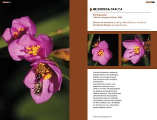 Talinum triangulare, conhecida
popularmente como beldroega-
graúda, é uma espécie anual
que ocorre em solos úmidos e
sombreados.
Suas flores são vistosas com
pétalas de coloração rosa e
anteras amarelas. Muitas espécies
de abelhas, principalmente as
abelhas solitárias, são os principais
visitantes florais dessa espécie.
Essa espécie pode ser utilizada
como planta ornamental em jardins
de flora melífera com a finalidade
de fornecer recursos alimentares
para as abelhas nativas.
Portulacaceae
Talinum triangulare (Jacq.) Willd.
Biomas de ocorrência: Caatinga, Mata Atlântica, Amazônia
Período de floração: estação chuvosa
BELDROEGA-GRAÚDA
Referências bibliográficas: 8,9
HERBÁCEAS 158 HERBÁCEAS 159
 
