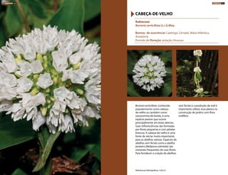 Borreria verticillata, conhecida
popularmente como cabeça-
de-velho ou também como
vassourinha-de-botão, é uma
espécie perene que ocorre
principalmente em áreas abertas.
Suas inflorescências são formadas
por flores pequenas e com pétalas
brancas. A cabeça-de-velho é uma
fonte de néctar muito importante
para as abelhas nativas. Espécies de
abelhas sem ferrão como a abelha
jandaíra (Melipona subnitida) são
visitantes frequentes de suas flores.
Para fortalecer a criação de abelhas
sem ferrão e a produção de mel é
importante utilizar essa planta na
construção de jardins com flora
melífera.
Rubiaceae
Borreria verticillata (L.) G.Mey.
Biomas de ocorrência: Caatinga, Cerrado, Mata Atlântica,
Amazônia
Período de floração: estação chuvosa
CABEÇA-DE-VELHO
Referências bibliográficas: 5,8,9,21
HERBÁCEAS 160 HERBÁCEAS 161
 