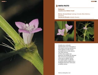 Diodella teres, conhecida
popularmente como mata-pasto, é
uma espécie anual que geralmente
forma tapetes no solo e ocorre
principalmente em áreas abertas
com solos arenosos.
As flores dessa espécie são
pequenas com pétalas de coloração
lilás e fornecem principalmente
néctar para as abelhas nativas.
Essa espécie pode ser utilizada
em jardins de flora melífera com a
finalidade de fornecer néctar para
as abelhas nativas.
Rubiaceae
Diodella teres (Walter) Small
Biomas de ocorrência: Caatinga, Cerrado, Mata Atlântica,
Amazônia
Período de floração: estação chuvosa
MATA-PASTO
Referências bibliográficas: 5,8,9
HERBÁCEAS 162 HERBÁCEAS 163
 