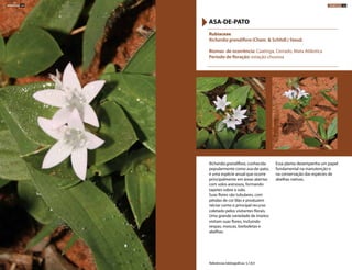 Richardia grandiflora, conhecida
popularmente como asa-de-pato,
é uma espécie anual que ocorre
principalmente em áreas abertas
com solos arenosos, formando
tapetes sobre o solo.
Suas flores são tubulares, com
pétalas de cor lilás e produzem
néctar como o principal recurso
coletado pelos visitantes florais.
Uma grande variedade de insetos
visitam suas flores, incluindo
vespas, moscas, borboletas e
abelhas.
Essa planta desempenha um papel
fundamental na manutenção e
na conservação das espécies de
abelhas nativas.
Rubiaceae
Richardia grandiflora (Cham. & Schltdl.) Steud.
Biomas de ocorrência: Caatinga, Cerrado, Mata Atlântica
Período de floração: estação chuvosa
ASA-DE-PATO
Referências bibliográficas: 5,7,8,9
HERBÁCEAS 164 HERBÁCEAS 165
 