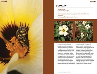 Turnera subulata, conhecida
popularmente como chanana, é
uma espécie perene que ocorre
principalmente em áreas abertas.
Suas flores possuem pétalas com
coloração creme e base de cor
roxa escura. As flores de Turnera
subulata atraem muitos insetos e
principalmente as abelhas nativas.
Seus principais visitantes florais
são espécies de abelhas sem
ferrão: Trigona spinipes (arapuá),
Frieseomelitta doederleinii (amarela),
Plebeia flavocinta (jati ou mosquito)
e principalmente a espécie de
abelha solitária Protomeliturga
turnerae (foto). Além disso, é comum
encontrar machos de abelhas
solitárias dormindo dentro da flor,
geralmente os machos chegam
nestas flores no final da tarde, antes
de seu fechamento, se acomodam
no fundo da flor e ficam lá até a
abertura da flor no dia seguinte.
A chanana é ornamental e pode ser
utilizada em jardins de flora melífera
com a finalidade de fornecer néctar
e pólen para as abelhas nativas.
Turneraceae
Turnera subulata Sm.
Biomas de ocorrência: Caatinga, Cerrado, Mata Atlântica,
Amazônia
Período de floração: estação chuvosa
CHANANA
Referências bibliográficas: 8,9,10,17
HERBÁCEAS 166 HERBÁCEAS 167
 