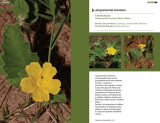 Jacquemontia montana é
uma trepadeira que ocorre
principalmente em áreas abertas,
terrenos e pomares.
Suas flores são amarelas, vistosas
e possuem guias de néctar que
indicam a localização da câmara
nectarífera aos visitantes florais.
Muitos insetos e principalmente
as abelhas solitárias visitam suas
flores para coletar néctar e também
pólen.
Devido à sua importância melífera
recomenda-se a utilização dessa
planta em áreas de preservação
e criação de espécies de abelhas
nativas.
Convolvulaceae
Jacquemontia montana (Moric.) Meisn.
Biomas de ocorrência: Caatinga, Cerrado, Mata Atlântica
Período de floração: estação chuvosa
Jacquemontia montana
Referências bibliográficas: 5,12
TREPADEIRAS 176 TREPADEIRAS 177
 