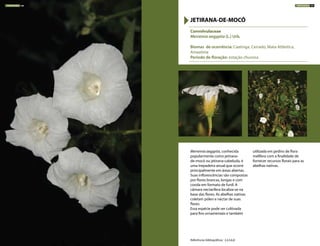 Merremia aegyptia, conhecida
popularmente como jetirana-
de-mocó ou jetirana-cabeluda, é
uma trepadeira anual que ocorre
principalmente em áreas abertas.
Suas inflorescências são compostas
por flores brancas, longas e com
corola em formato de funil. A
câmara nectarífera localiza-se na
base das flores. As abelhas nativas
coletam pólen e néctar de suas
flores.
Essa espécie pode ser cultivada
para fins ornamentais e também
utilizada em jardins de flora
melífera com a finalidade de
fornecer recursos florais para as
abelhas nativas.
Convolvulaceae
Merremia aegyptia (L.) Urb.
Biomas de ocorrência: Caatinga, Cerrado, Mata Atlântica,
Amazônia
Período de floração: estação chuvosa
JETIRANA-DE-MOCÓ
Referências bibliográficas: 2,4,5,6,8
TREPADEIRAS 180 TREPADEIRAS 181
 