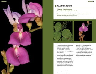 Canavalia brasiliensis, conhecida
popularmente como feijão-
de-porco ou erva-de-boi, é
uma trepadeira que ocorre
principalmente em solos argilosos e
áreas abertas.
Suas flores são grandes e possuem
pétalas com coloração rosa a lilás
e uma pétala externa no botão
(estandarte). O guia de néctar
com coloração branca indica a
localização da câmara nectarífera.
Os principais visitantes florais são
abelhas de grande porte como
as mamangavas-de-toco (gênero
Xylocopa) e as mamangavas-de-
chão (gênero Bombus).
O feijão-de-porco é uma planta
rústica e com flores vistosas, possui
um grande potencial ornamental
e pode ser utilizada em jardins de
flora melífera com a finalidade de
fornecer néctar para as abelhas
nativas.
Fabaceae - Papilionoideae
Canavalia brasiliensis Mart. ex Benth.
Biomas de ocorrência: Caatinga, Mata Atlântica, Amazônia
Período de floração: estação chuvosa
FEIJÃO-DE-PORCO
Referências bibliográficas: 3,5,10
TREPADEIRAS 182 TREPADEIRAS 183
 