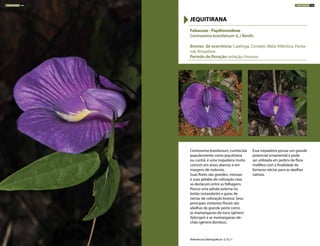 Centrosema brasilianum, conhecida
popularmente como jequitirana
ou cunhã, é uma trepadeira muito
comum em áreas abertas e em
margens de rodovias.
Suas flores são grandes, vistosas
e suas pétalas de coloração roxa
se destacam entre as folhagens.
Possui uma pétala externa no
botão (estandarte) e guias de
néctar de coloração branca. Seus
principais visitantes florais são
abelhas de grande porte como
as mamangavas-de-toco (gênero
Xylocopa) e as mamangavas-de-
chão (gênero Bombus).
Essa trepadeira possui um grande
potencial ornamental e pode
ser utilizada em jardins de flora
melífera com a finalidade de
fornecer néctar para as abelhas
nativas.
Fabaceae - Papilionoideae
Centrosema brasilianum (L.) Benth.
Biomas de ocorrência: Caatinga, Cerrado, Mata Atlântica, Panta-
nal, Amazônia
Período de floração: estação chuvosa
JEQUITIRANA
Referências bibliográficas: 5,10,11
TREPADEIRAS 184 TREPADEIRAS 185
 