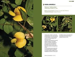 Chaetocalyx scandens, conhecida
popularmente como rama-amarela
ou cipó-babão, é uma trepadeira
comum em áreas abertas e em
linhas de cercas.
Suas flores são delicadas, possuem
pétalas amarelas, uma pétala
externa no botão (estandarte) e
guias de néctar avermelhados.
As abelhas nativas visitam suas
flores para coletar principalmente
néctar.
A rama-amarela possui potencial
ornamental e pode ser utilizada
em jardins de flora melífera com a
finalidade de fornecer néctar para
as abelhas nativas, principalmente
no período de transição entre a
estação chuvosa e seca.
Fabaceae - Papilionoideae
Chaetocalyx scandens (L.) Urb.
Biomas de ocorrência: Caatinga, Cerrado, Mata Atlântica
Período de floração: estação chuvosa
RAMA-AMARELA
Referências bibliográficas: 1,2,5,10,11
TREPADEIRAS 186 TREPADEIRAS 187
 