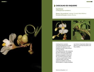 Cardiospermum corindum,
conhecida popularmente como
chocalho-de-vaqueiro, é uma
trepadeira anual e muito comum
em áreas abertas.
Suas inflorescências são compostas
por flores pequenas, com pétalas
brancas e um estaminódio de cor
amarela, localizado no centro da
flor. Suas flores produzem pólen
e néctar, os quais atraem muitos
visitantes florais, entre eles,
espécies de abelhas sem-ferrão.
Para fortalecer a criação de abelhas
sem ferrão é importante utilizar essa
planta na construção de jardins com
flora melífera.
Sapindaceae
Cardiospermum corindum L.
Biomas de ocorrência: Caatinga, Cerrado, Mata Atlântica
Período de floração: estação chuvosa
CHOCALHO-DE-VAQUEIRO
Referências bibliográficas: 1,2,5
TREPADEIRAS 188 TREPADEIRAS 189
 