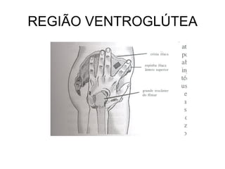 REGIÃO VENTROGLÚTEA

 