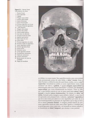Livro: Anatomia da Face  odontostation@gmail.com