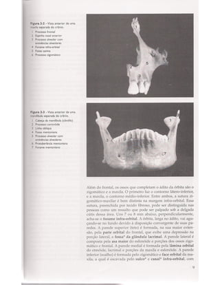 Livro: Anatomia da Face  odontostation@gmail.com