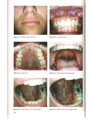 Livro: Anatomia da Face  odontostation@gmail.com