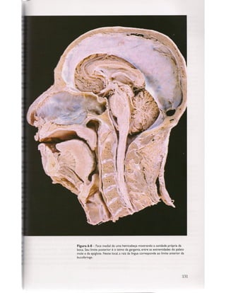 Livro: Anatomia da Face  odontostation@gmail.com