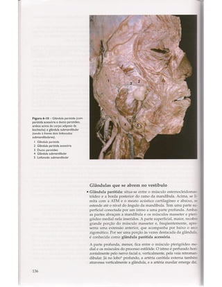 Livro: Anatomia da Face  odontostation@gmail.com
