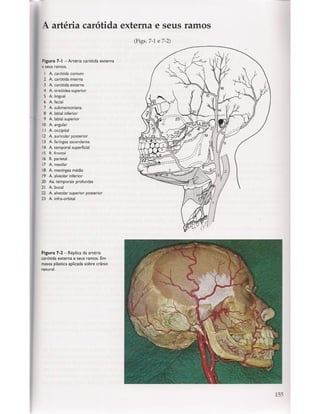 Livro: Anatomia da Face  odontostation@gmail.com