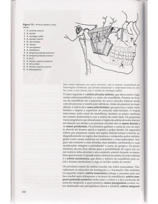 Livro: Anatomia da Face  odontostation@gmail.com